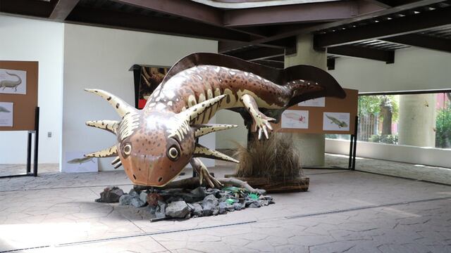 Museo del Ajolote en Chapultepec: Precio de la entrada, horarios, dónde está y cómo llegar