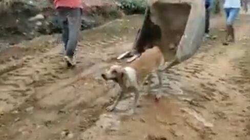Trabajador rescatando a perrito que cayo en un canal de agua