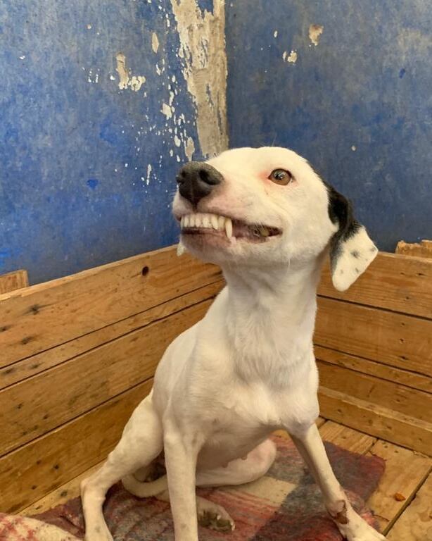 Perrita en adopción