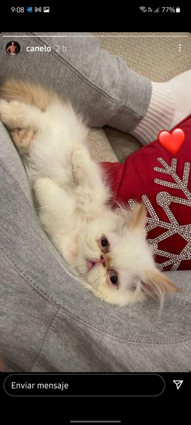 Gato persa del Canelo Álvarez