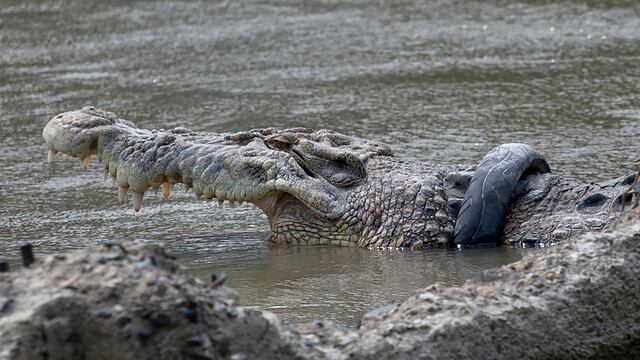 Cocodrilo con un neumático de motocicleta atorado alrededor de su cuello en un río de Palu, Célebes Central, el 14 de enero de 2020. (AP Foto/Mohammad Taufan)