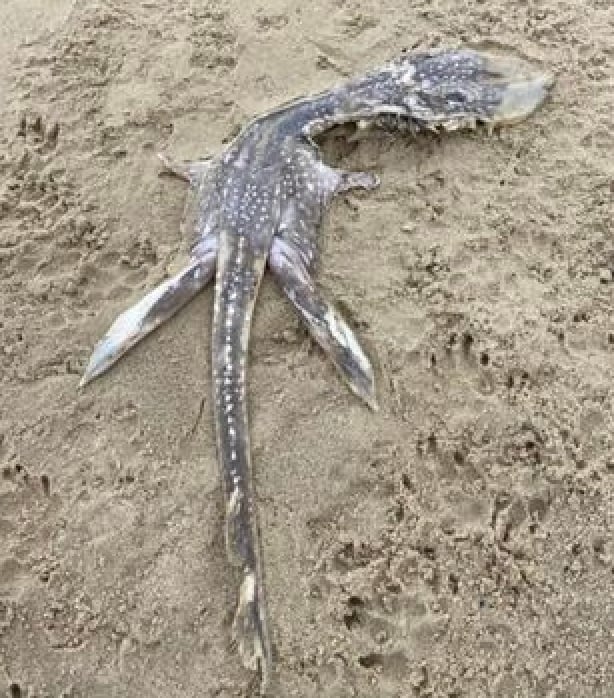 Extraña criatura marina hallada en Reino Unido