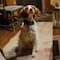 VIDEO: ¿Tierno o perturbador? Se debaten en TikTok por la actitud de este perrito