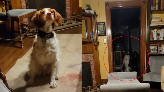 Perrito que camina en dos patas