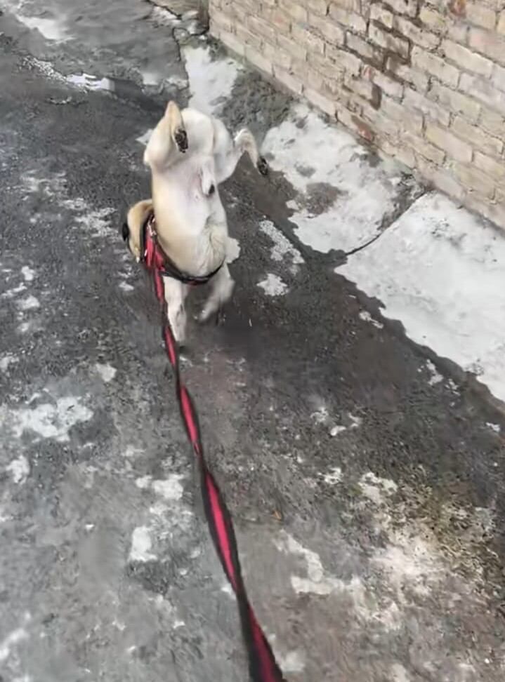 Pug caminando y orinando al mismo tiempo