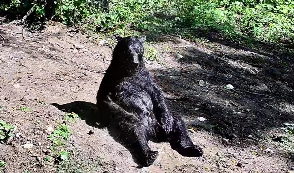 Oso Toshka