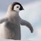 El video de unos pingüinos bajando escaleras ya es viral
