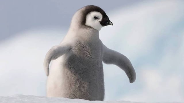 Pinguino