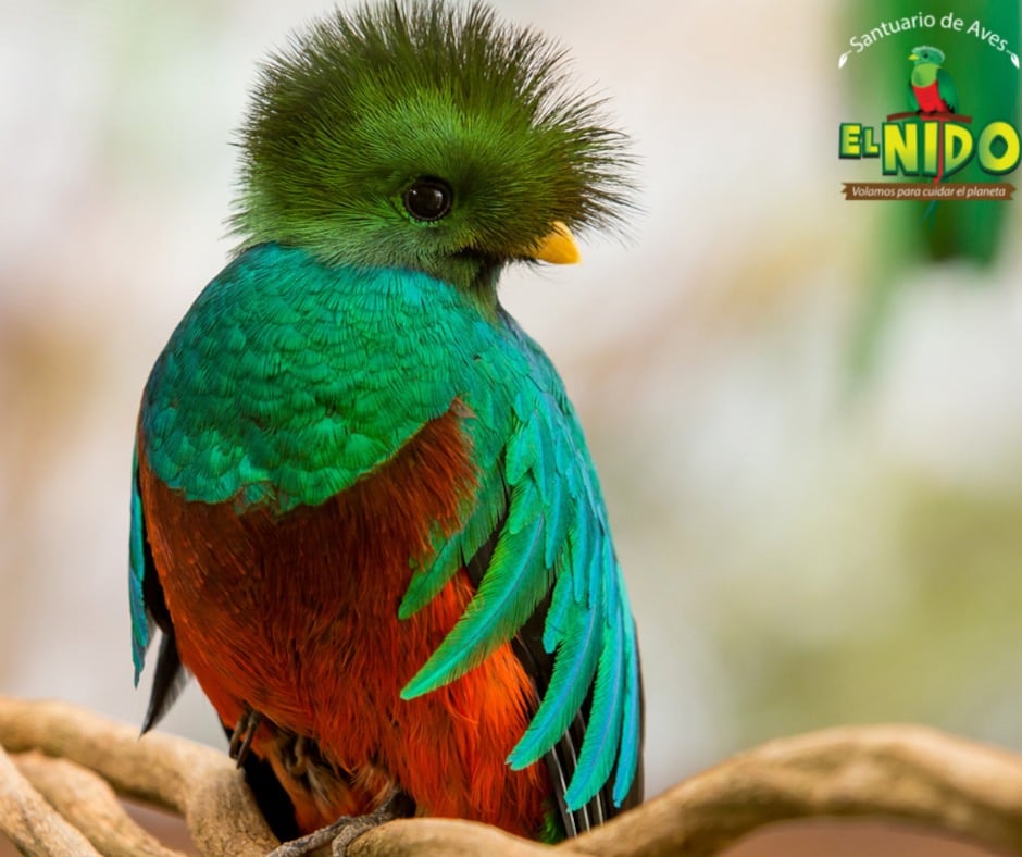 Quetzal, especie en peligro de extinción que resguardan en El Nido.
