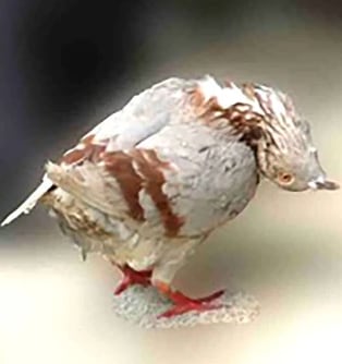 Palomas contagiadas con extraños virus que las convierte en 'zombies'
