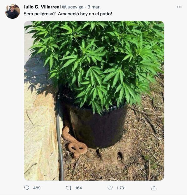 ¿Será peligrosa? La foto de una planta de mariguana y una serpiente se hace viral