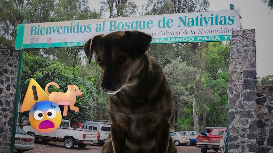 Hallan perrita torturada en Bosque de Nativitas, Xochimilco; suman 26 casos de maltrato animal