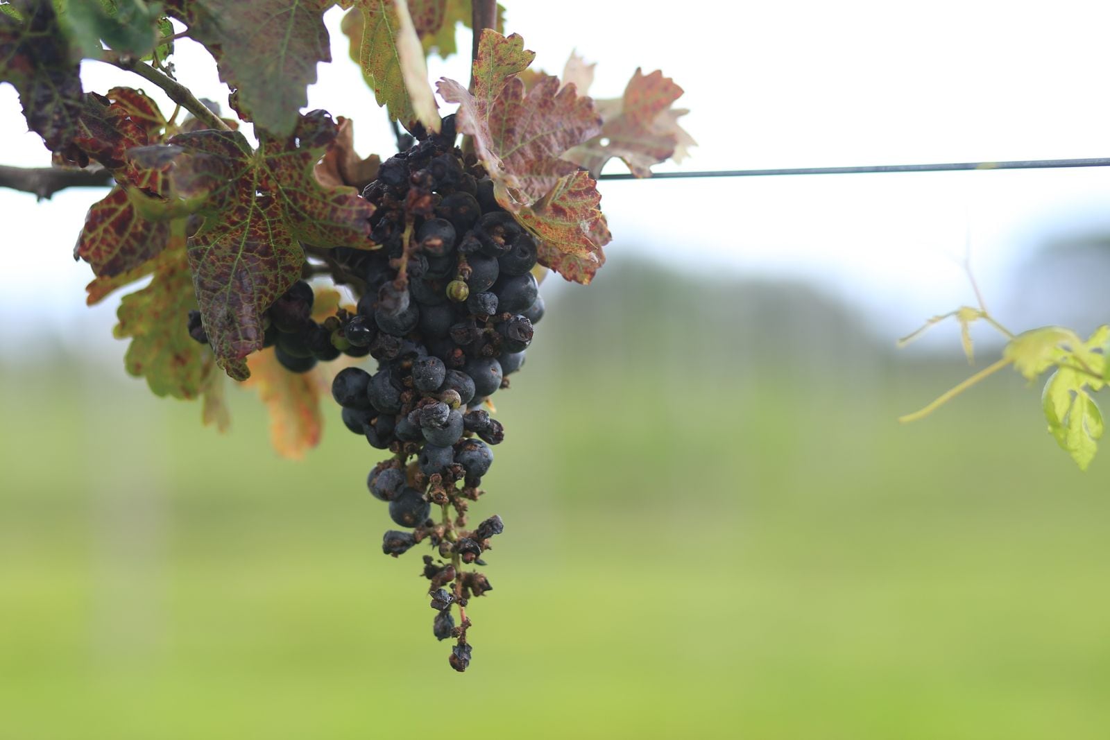 Meseta del Cielo, el nuevo viñedo de Nayarit