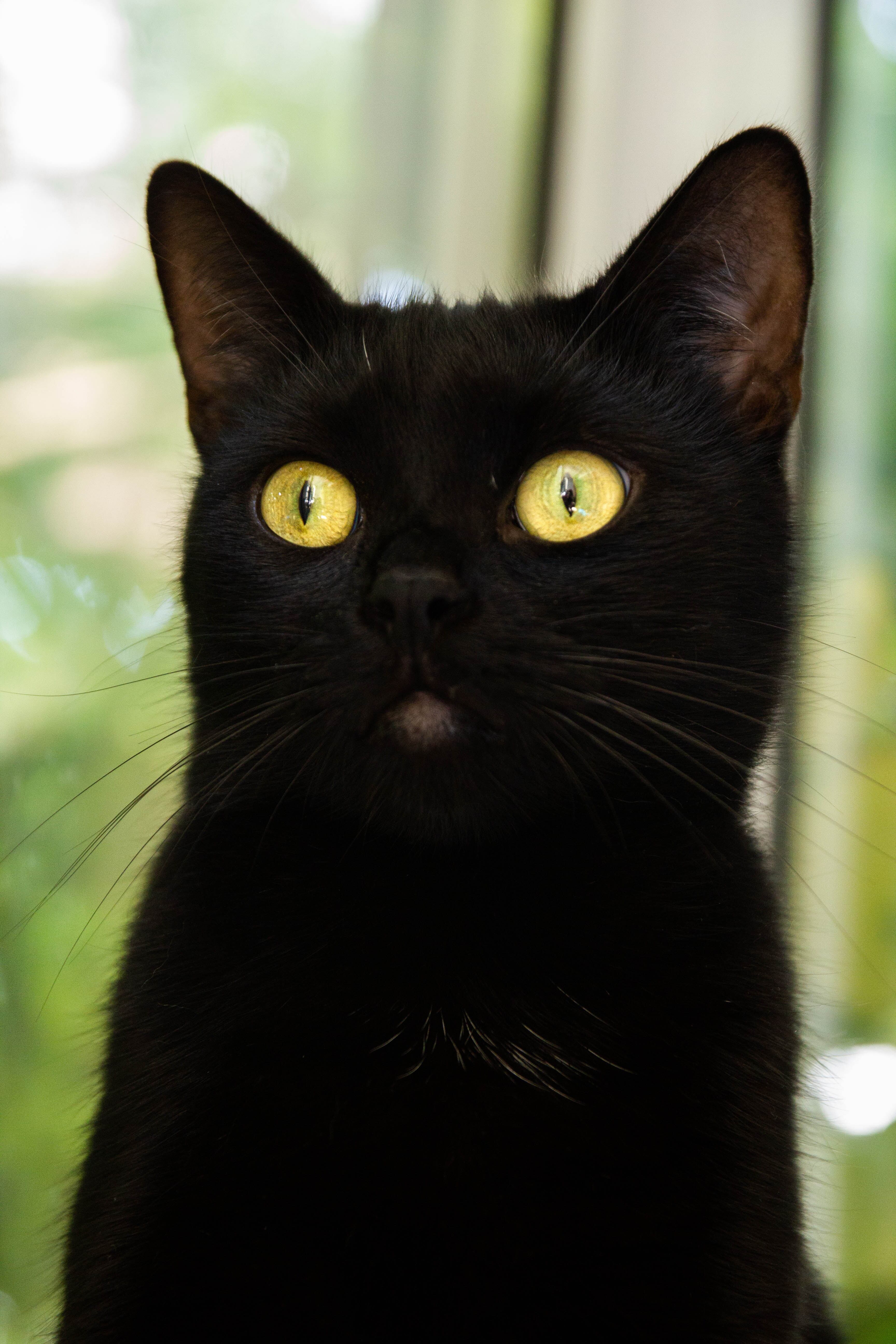 ¿Por qué no dar en adopción a gatos negros y blancos en Halloween?