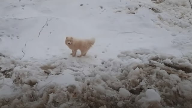 Un barco ruso rescató a una perrita perdida en el Ártico
