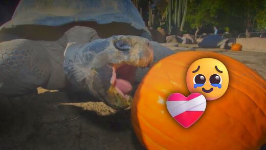 La historia de la tortuga de Galápagos de 141 años que murió en el zoológico de San Diego