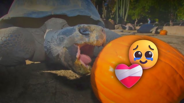 Muere tortuga de Galápagos de 141 años en el zoológico de San Diego