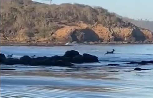 El venado jugaba en el agua y sus crías lo esperaban en la orilla