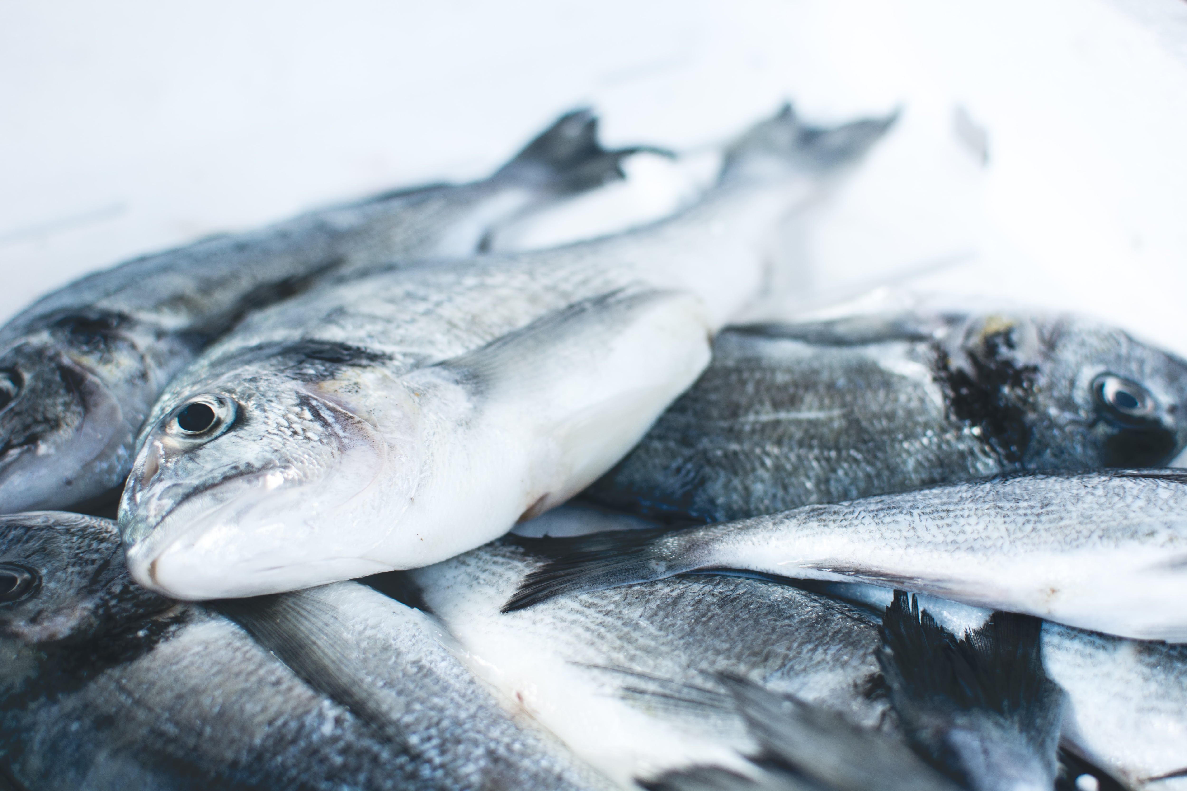 Peces