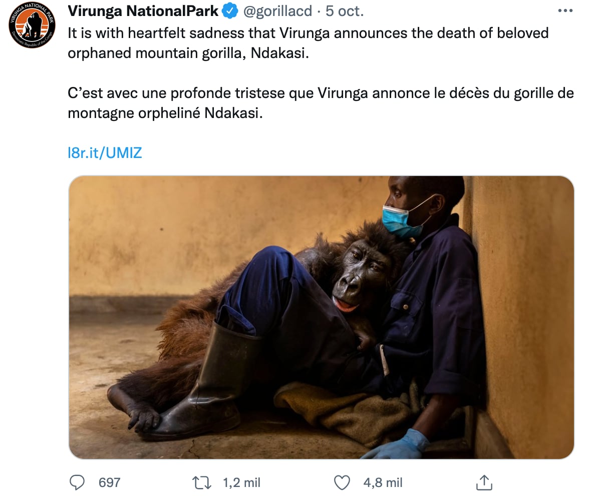 Gorila Ndakasi y su cuidador