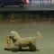 Perrito también se suma a robos masivos