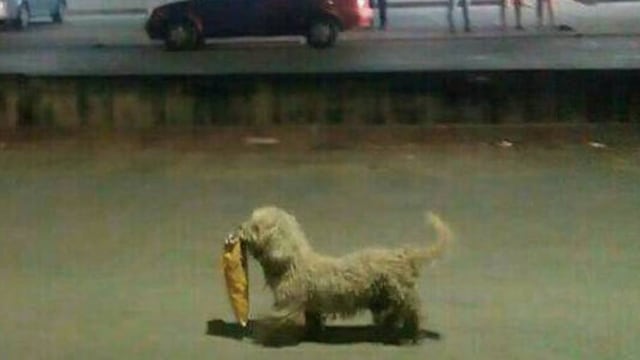 Perrito.