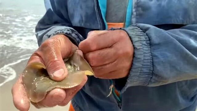 Mutilación de rayas en Sonora