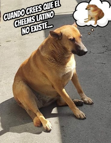 Cheems tiene versión mexicana: Cheempe