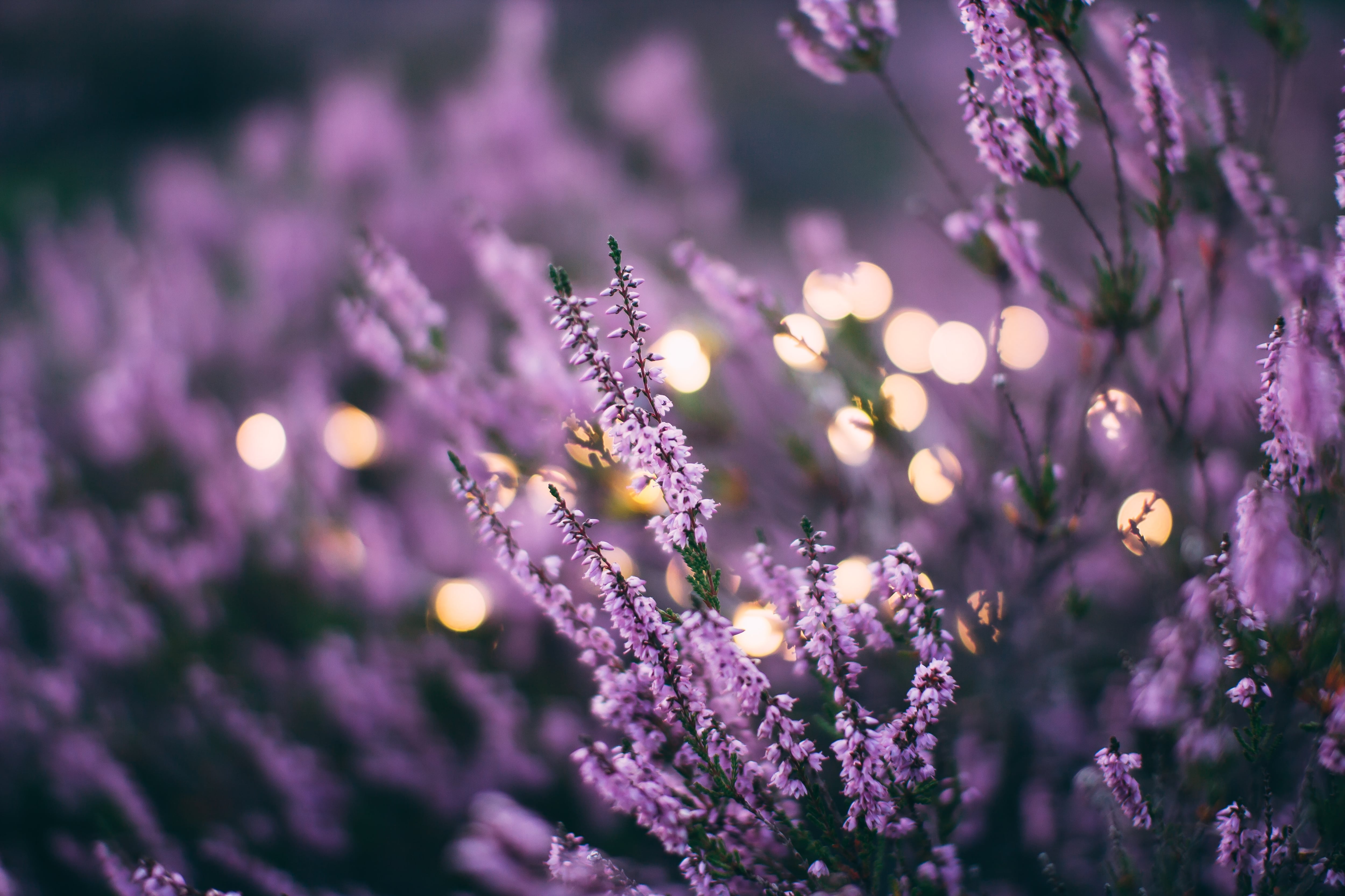 Lavanda