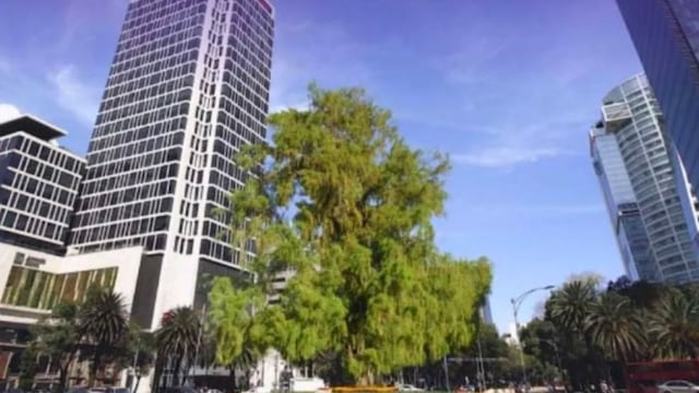 Ahuehuete en Glorieta de la Palma