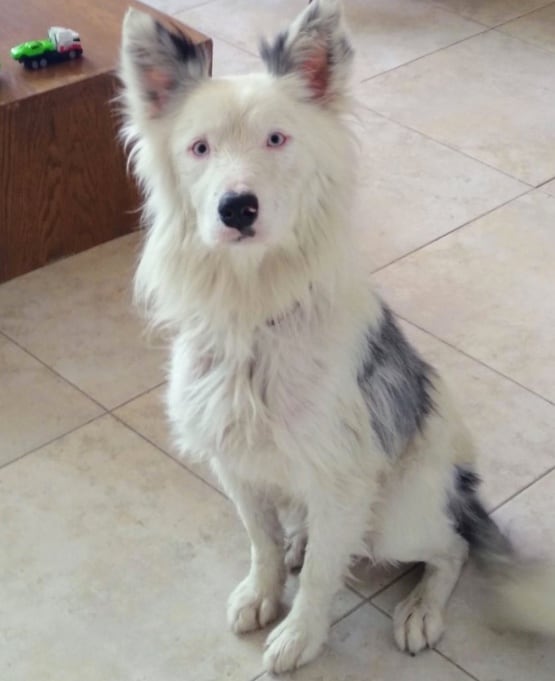 'Blue', perro adoptado