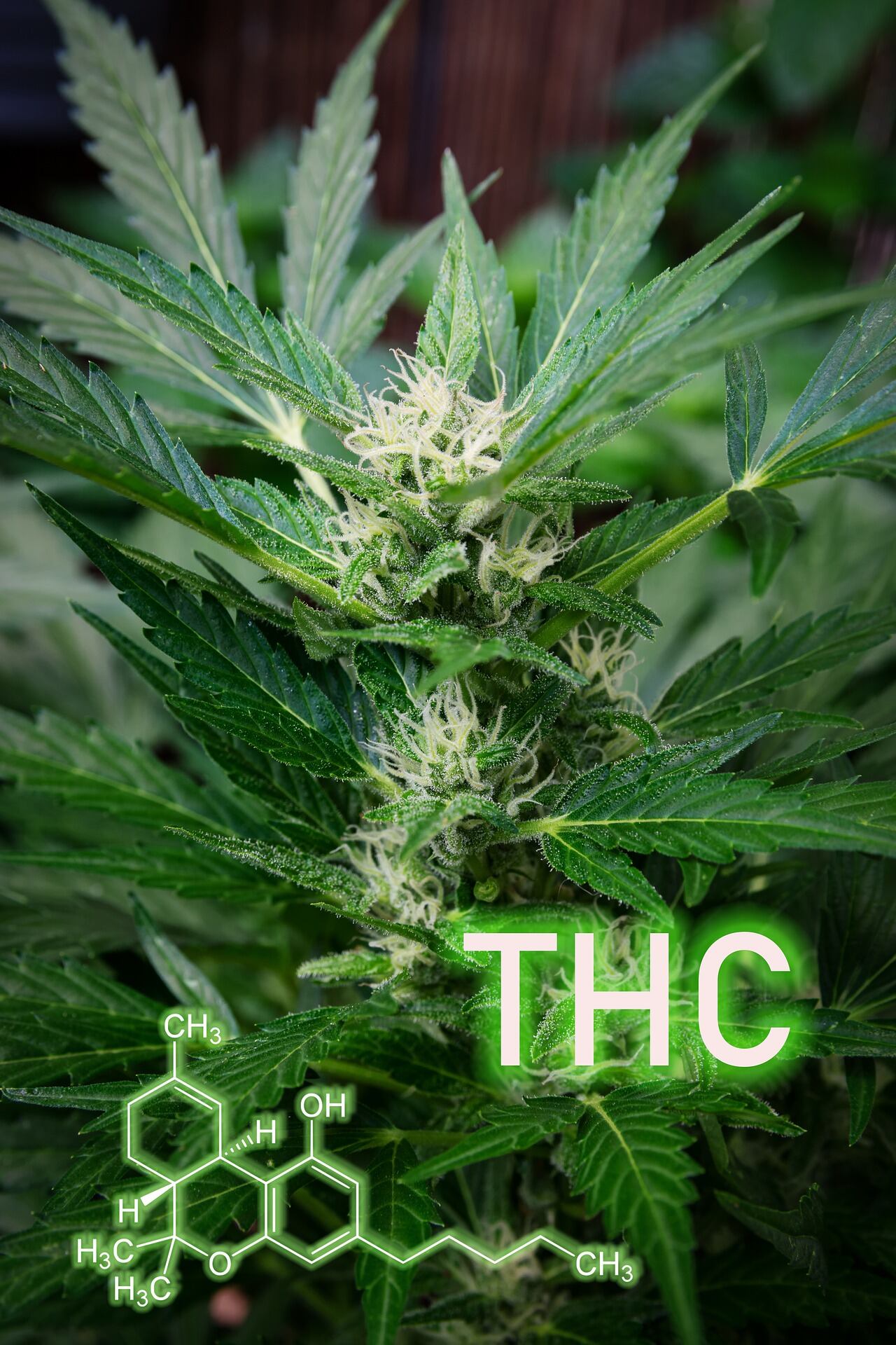 THC, sustancia psicoactiva