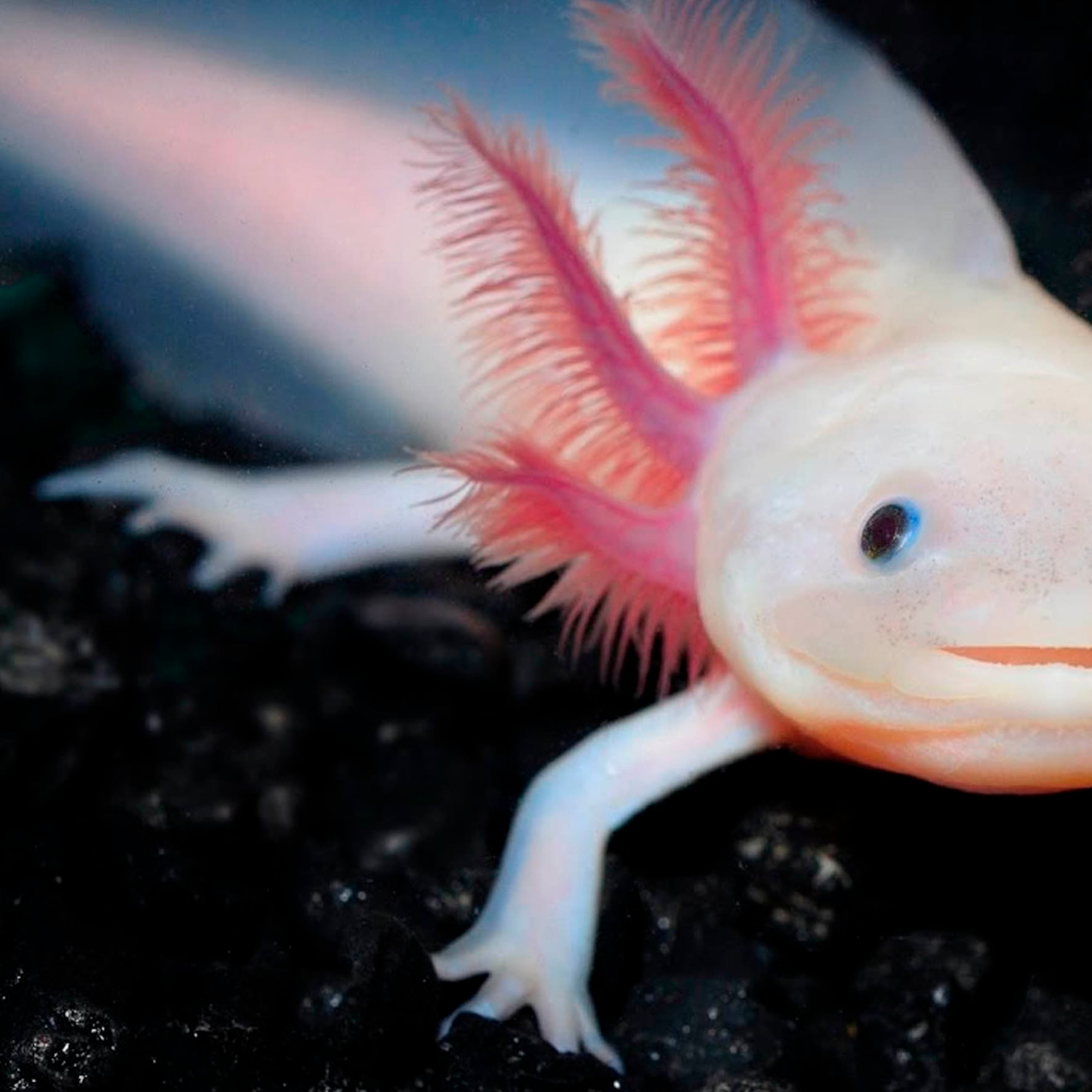 Dippy, el ajolote mexicano hallado en Reino Unido por una niña