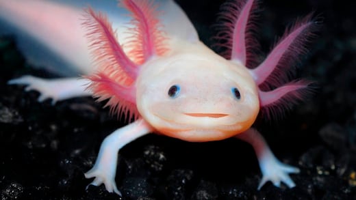 Dippy, el ajolote mexicano hallado en Reino Unido por una niña
