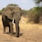 ¿Qué se celebra el 12 de agosto? Hoy es el Día Internacional del Elefante, el Día Internacional de la Juventud y algo más