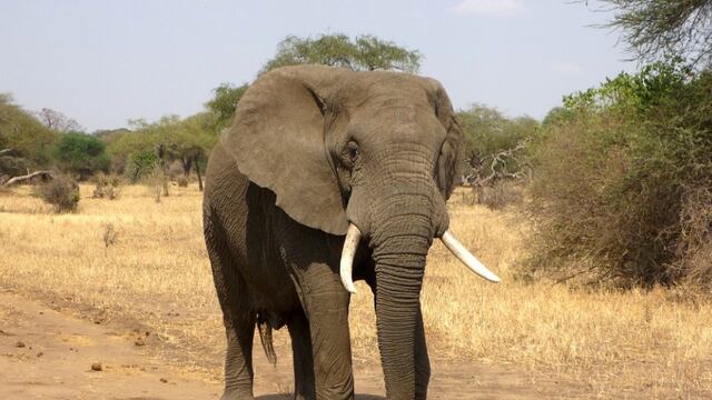 Elefante