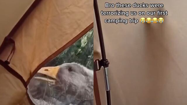 Patos atacan a pareja en TikTok