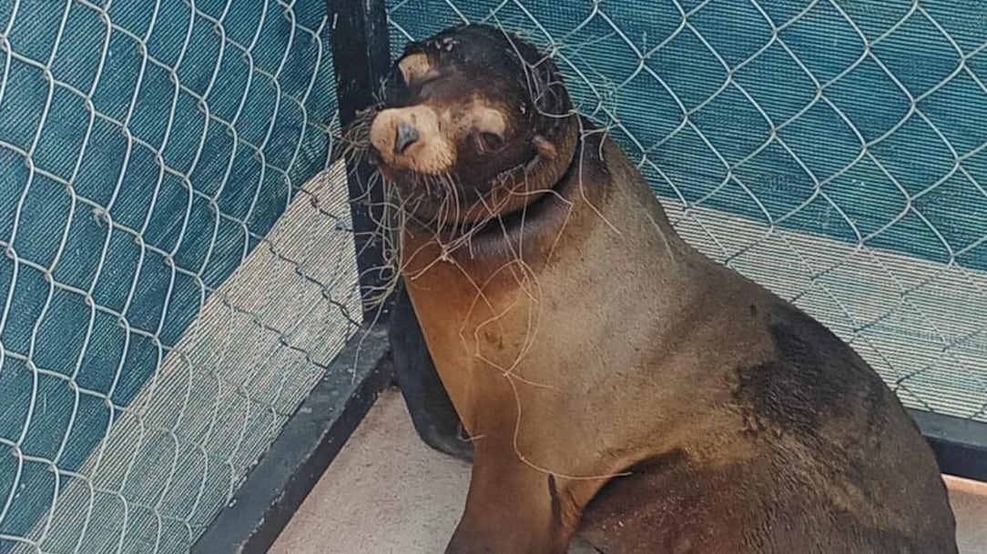 Lobo marino atrapado en San Carlos, Sonora, fue rescatado por Profepa