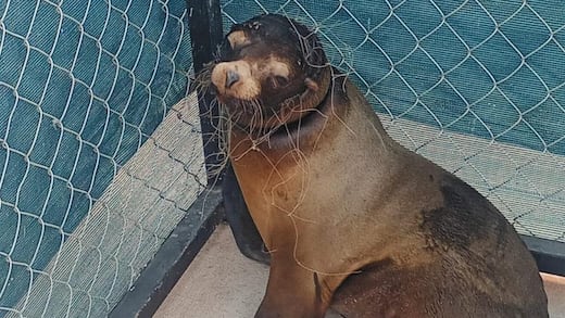 Lobo marino atrapado en San Carlos, Sonora, fue rescatado por Profepa