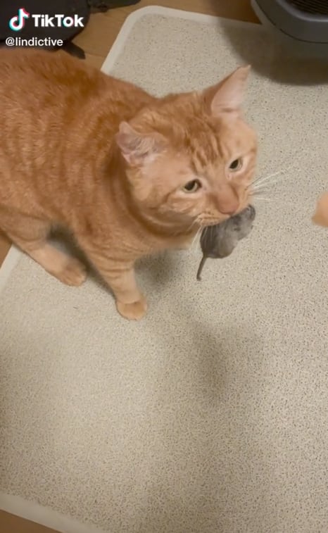 A gato se le escapa el ratón mientras lo premian