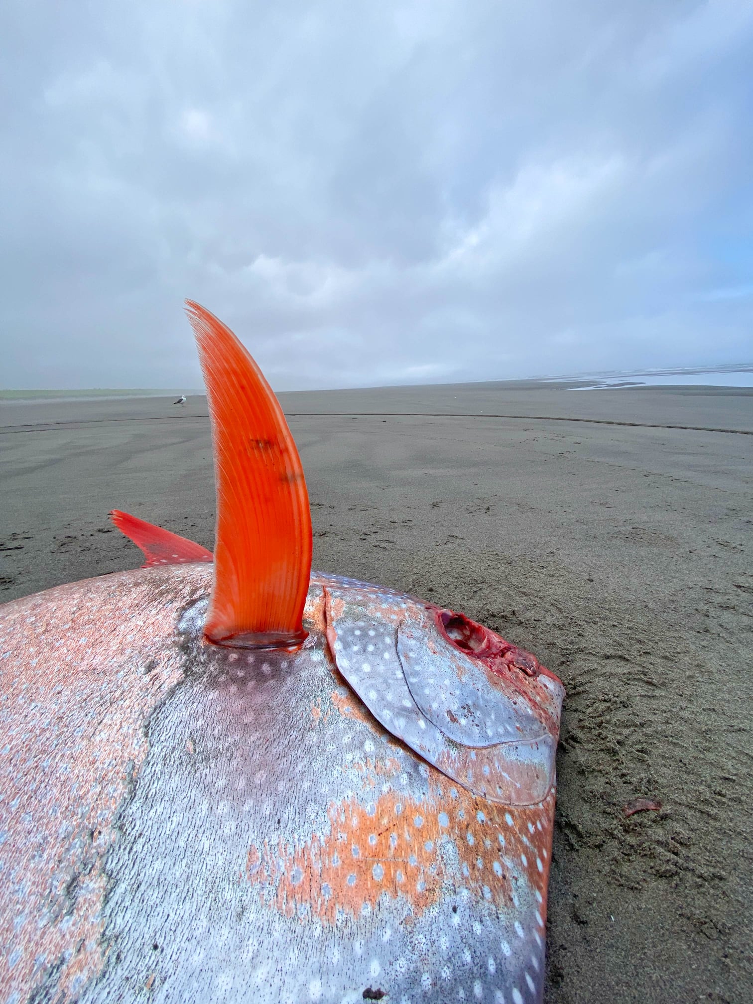 Pez Opah en las costas de Oregon