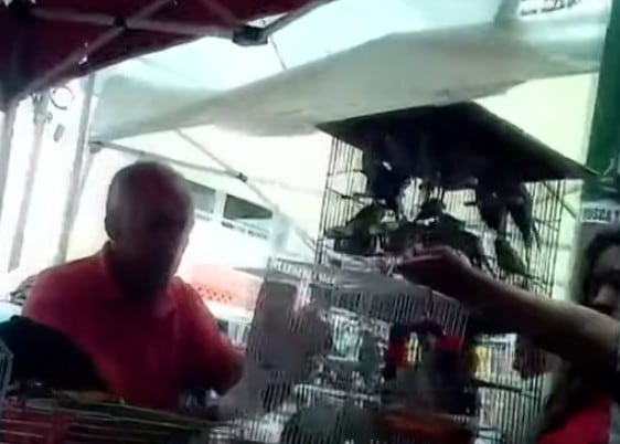 Venta de animales en el Mercado de Sonora