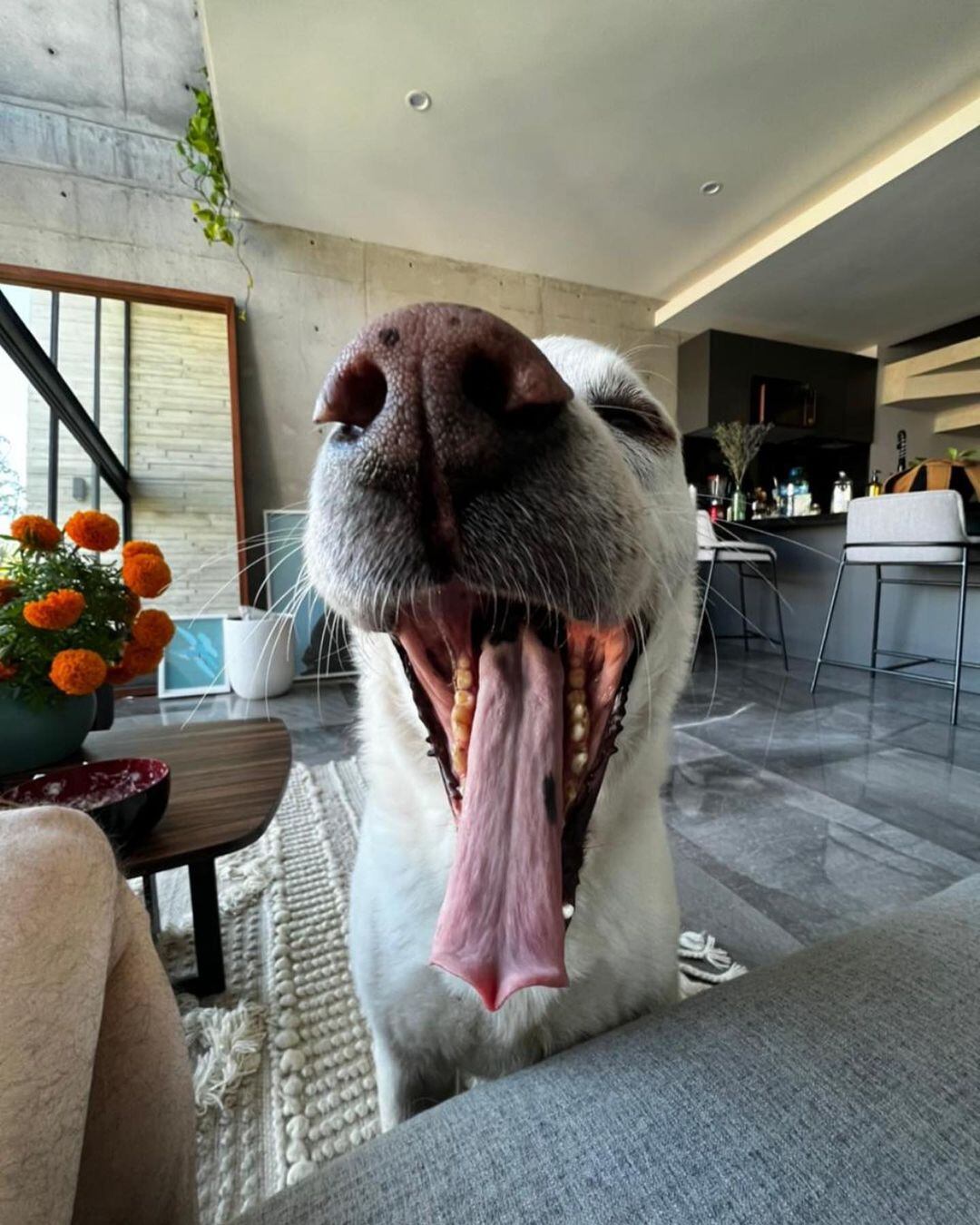 'Güero', el perro de Natalia Téllez