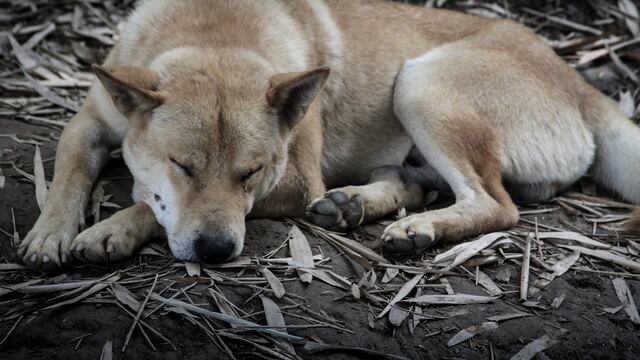 Prohibición de consumo de perros