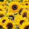 ¿Las flores amarillas se regalan en marzo? Esto sabemos de la bonita tendencia