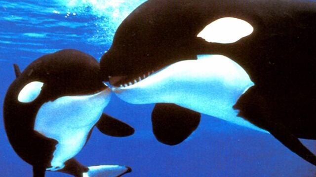 Orcas