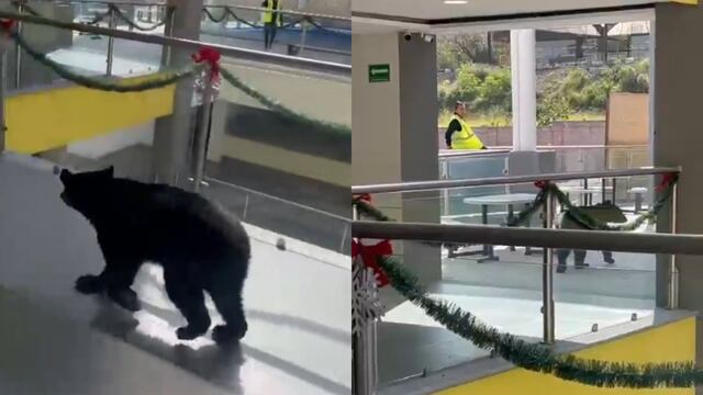 Un oso sorprende al entrar a una escuela de San Pedro Garza García, Nuevo León.