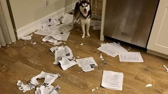 Profesor exhibió a su perro por comerse la tarea de sus alumnos