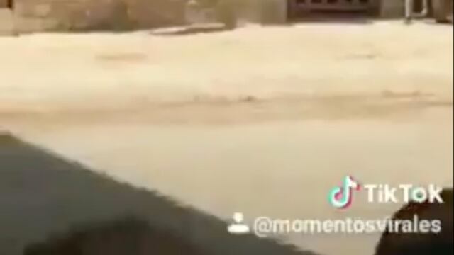 Una vaca intenta trepar la pared