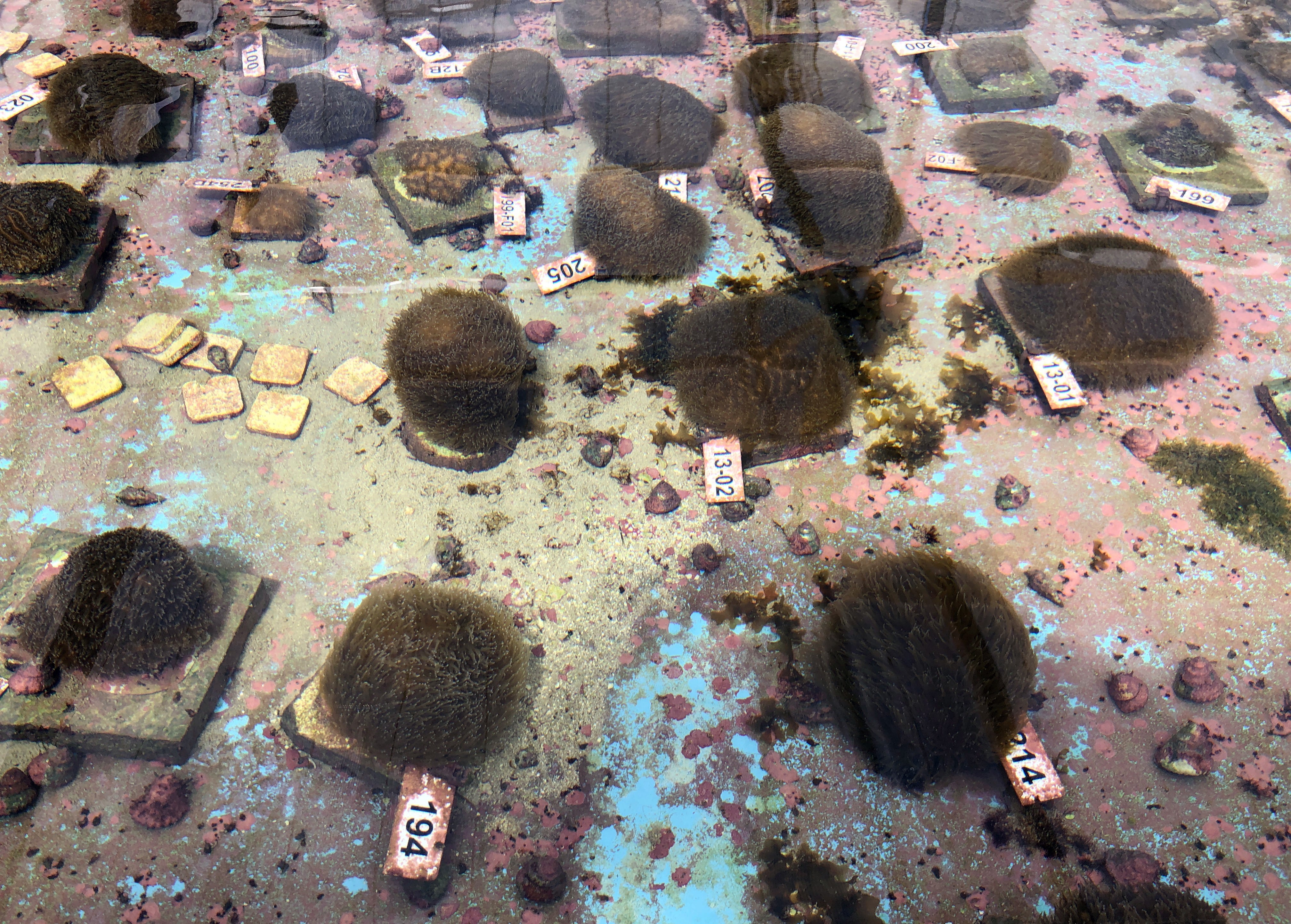 Los arrecifes de coral son fundamentales para la vida en los océanos